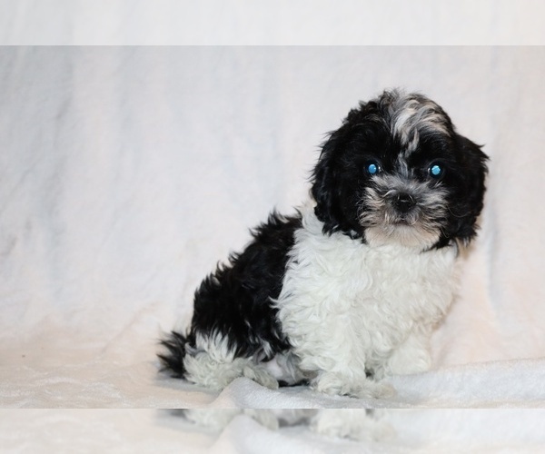 Medium Photo #1 ShihPoo Puppy For Sale in DYERSBURG, TN, USA