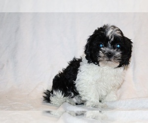 ShihPoo Puppy for sale in DYERSBURG, TN, USA