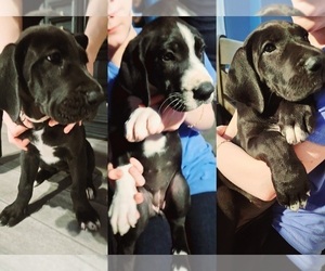 Great Dane Puppy for Sale in FORT WORTH, Texas USA