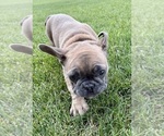 Small Photo #29 French Bulldog Puppy For Sale in CANYON, TX, USA