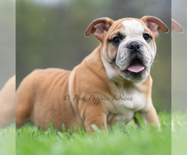 Medium Photo #1 Bulldog Puppy For Sale in WARSAW, IN, USA