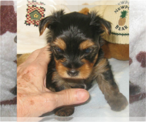 Biewer Terrier Puppy for sale in JACKSONVILLE, FL, USA