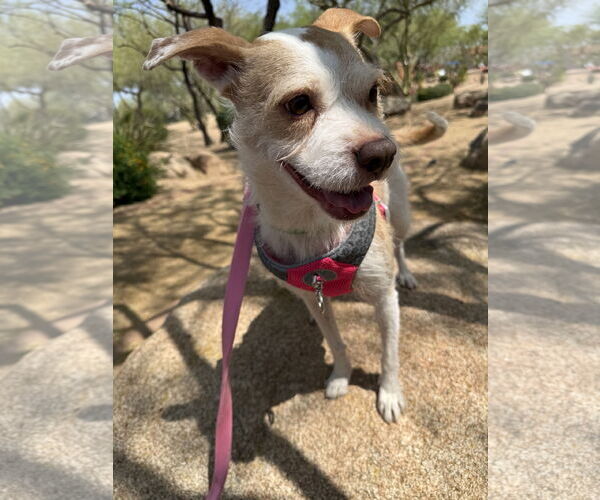 Medium Photo #2 Mutt Puppy For Sale in Queen Creek, AZ, USA