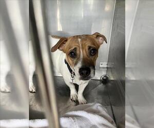 Chihuahua-Unknown Mix Dogs for adoption in Fort Collins, CO, USA