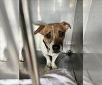 Small Chihuahua Mix
