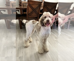 Poodle (Standard) Puppy for sale in HESPERIA, CA, USA