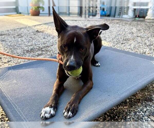 Medium Photo #1 Mutt Puppy For Sale in Santa Rosa, CA, USA