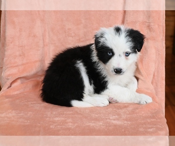 Medium Photo #5 Border Collie Puppy For Sale in WARSAW, OH, USA