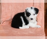 Small Photo #5 Border Collie Puppy For Sale in WARSAW, OH, USA