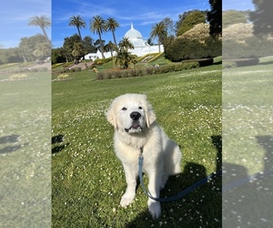 Great Pyrenees Puppy for sale in SAN FRANCISCO, CA, USA