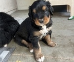 Small #9 Great Bernese