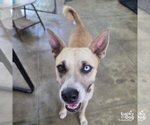 Amari - Female Siberian Husky-Unknown Mix Dog for Adoption - Photo #2