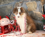 Small #4 Australian Shepherd