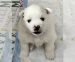 Small #12 American Eskimo Dog