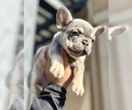 Small Photo #6 French Bulldog Puppy For Sale in BURBANK, CA, USA