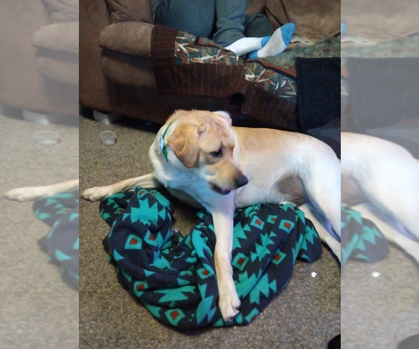 Medium Photo #1 Labrador Retriever Puppy For Sale in CENTREVILLE, MI, USA