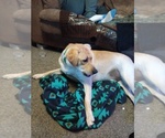 Small Photo #1 Labrador Retriever Puppy For Sale in CENTREVILLE, MI, USA