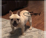 Small Photo #1 French Bulldog Puppy For Sale in MAYO, FL, USA