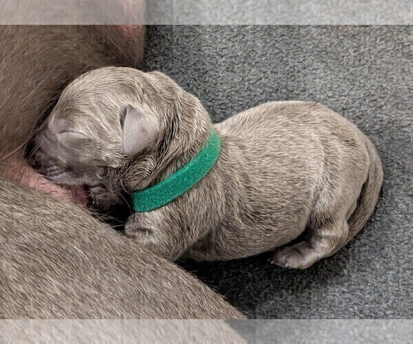 Medium Photo #4 Labrador Retriever Puppy For Sale in PALMYRA, VA, USA