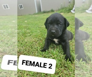 Mastiff Puppy for sale in WESTPORT, IN, USA