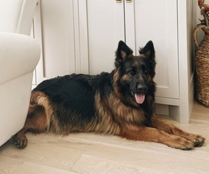 Mother of the German Shepherd Dog puppies born on 04/04/2026
