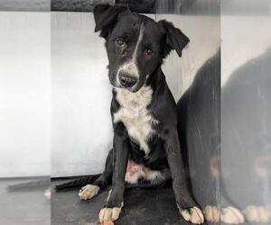 Border Collie-Unknown Mix Dogs for adoption in San Antonio, TX, USA