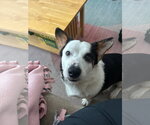 Small #1 Australian Shepherd Mix