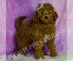 Puppy Deeter Goldendoodle (Miniature)