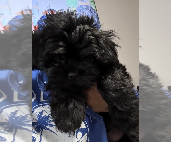 Medium Photo #7 Shih Tzu Puppy For Sale in CUMMING, GA, USA