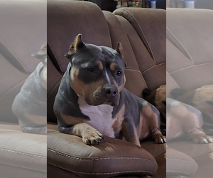 Mother of the American Bully puppies born on 07/27/2026
