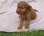 Small Photo #46 Irish Doodle Puppy For Sale in GOSHEN, IN, USA