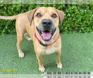 American Bulldog-Unknown Mix Dogs for adoption in West Palm Beach, FL, USA