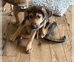 Small #1 Mutt