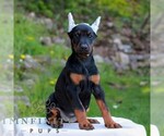 Small #2 Doberman Pinscher