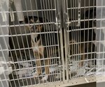 Small Photo #2 Boston Terrier Puppy For Sale in Galveston, TX, USA