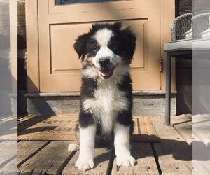 Miniature American Shepherd-Miniature Australian Shepherd Mix Puppy for sale in PARKESBURG, PA, USA