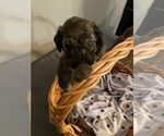 Small Photo #2 Sheepadoodle Puppy For Sale in ANDERSON, IN, USA