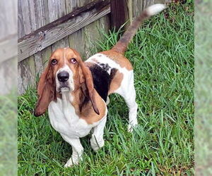 Basset Hound Dogs for adoption in Deepwater, NJ, USA