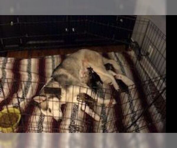 Medium Photo #15 Siberian Husky Puppy For Sale in JOPLIN, MO, USA