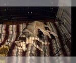 Small Photo #15 Siberian Husky Puppy For Sale in JOPLIN, MO, USA