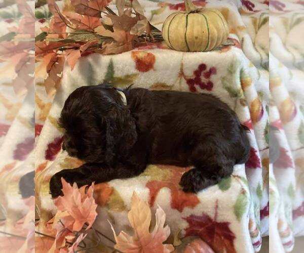 Medium Photo #1 Cocker Spaniel Puppy For Sale in CADDO, OK, USA