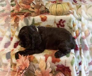 Cocker Spaniel Puppy for sale in CADDO, OK, USA