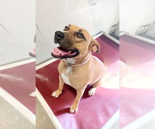 Medium Photo #2 Black Mouth Cur Puppy For Sale in Monticello, MS, USA