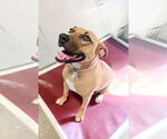Small #1 Black Mouth Cur
