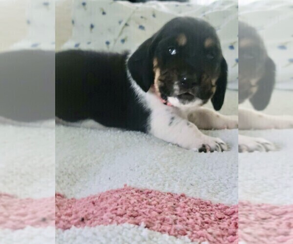 Medium Photo #8 Basset Hound Puppy For Sale in PETERSBURG, IN, USA