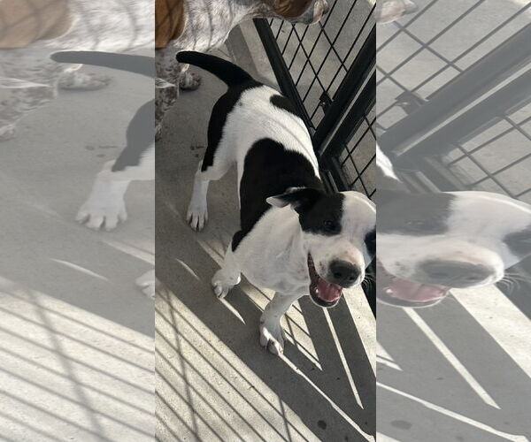 Medium Photo #1 Beagle-Unknown Mix Puppy For Sale in Stover, MO, USA