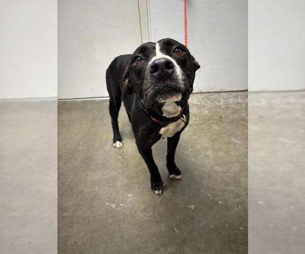 Medium Photo #1 Staffordshire Bull Terrier Puppy For Sale in Rosenberg, TX, USA