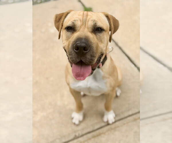Medium Photo #1 Mastiff-Unknown Mix Puppy For Sale in Jackson , NJ, USA