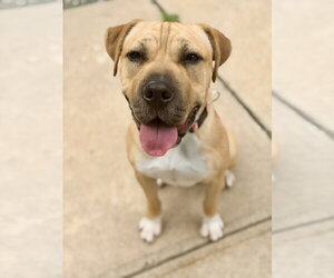 Mastiff-Unknown Mix Dogs for adoption in Jackson , NJ, USA