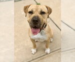 Small Mastiff Mix